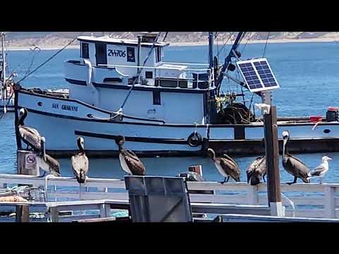 Pelicans May 9 2024 Monterey California
