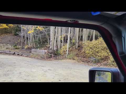 Deer on trail October 6 2024 Ouray Colorado 2024