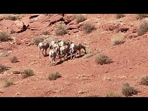 Sheep out west