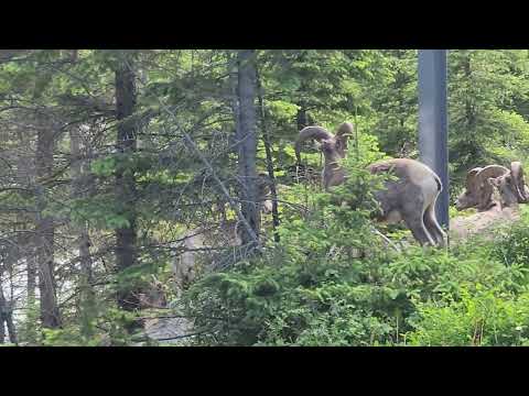 Rams at stream