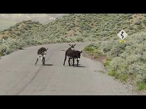 Donkeys