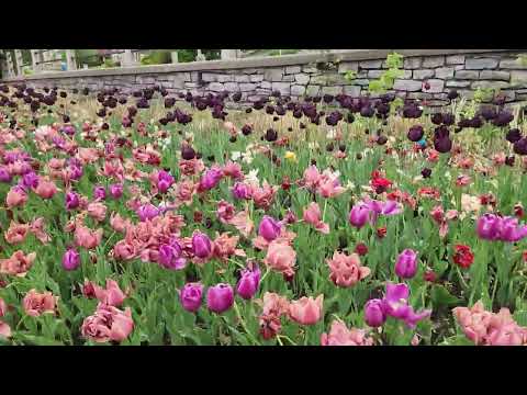 Ottawa Canada May 19 2025 Tulip Festival