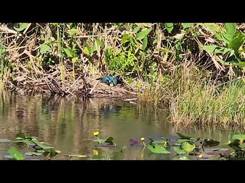 Everglades NP Feb 26 2025