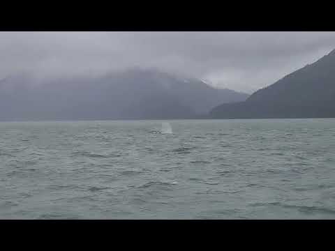 Humpback whales Seward Alaska June 14 2026