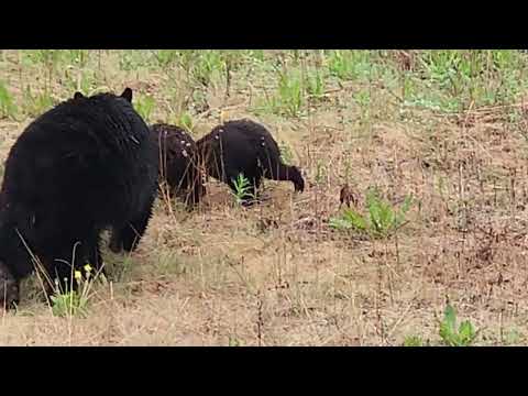 Mamma and babies Yukon Canada 2026