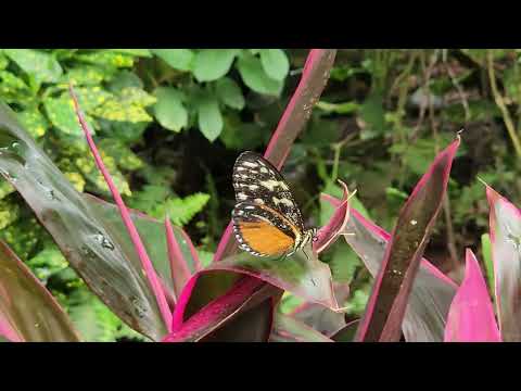 Butterfly Key West Fl