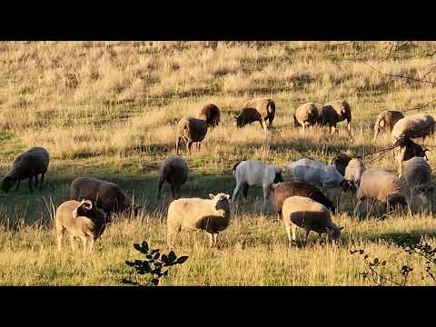 Sheep Corbett Oregon Sept 2024
