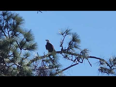 Eagle in Florida