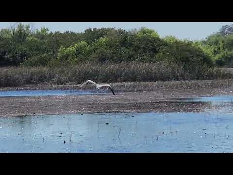 Airboat tour of Everglades National Park