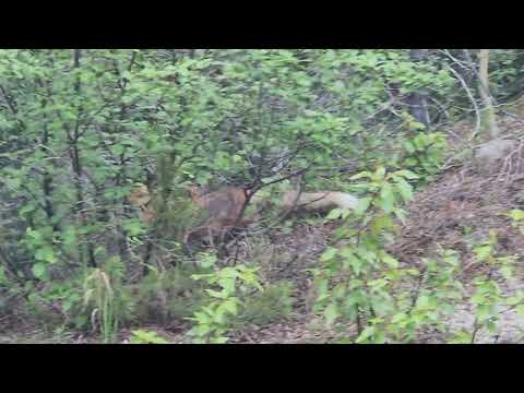 Fox in the Yukon June 2026