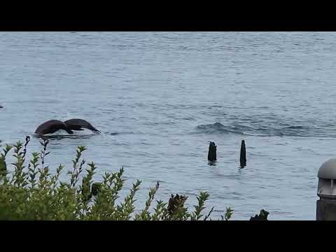 Putting on a show Astoria Washington Sept 28 2024