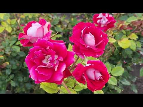Rose garden
