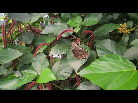 Butterfly Winnipeg