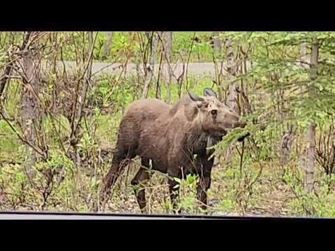 First Moose at Denali National Park June 2026