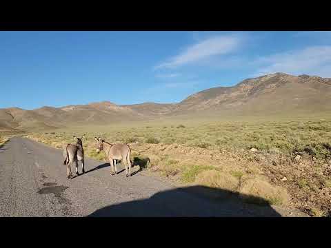 Donkeys in Death Valley