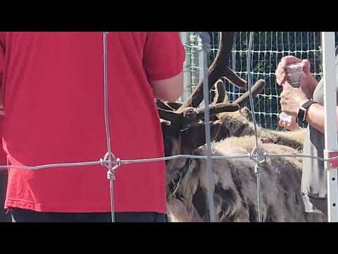 Reindeer at North Pole Alaska June 11 2026