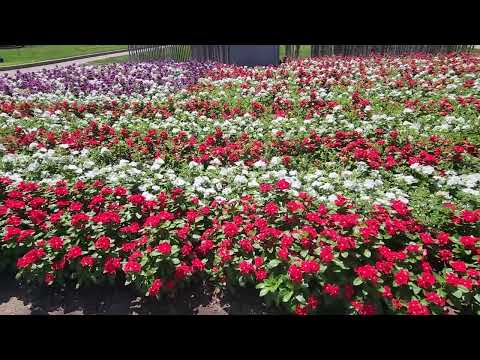 American flag made out of flowers Indianapolis July 30 2026