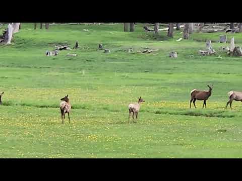 Elk in meadow by Telluride Colorado