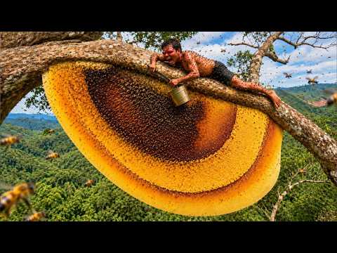 A Perilous Challenge Harvesting Wild Honey from Millions of