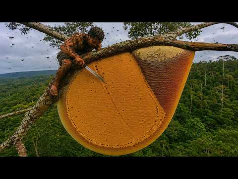 A Perilous Wild Honey Hunt 99 9 Wouldn t Dare Climb This