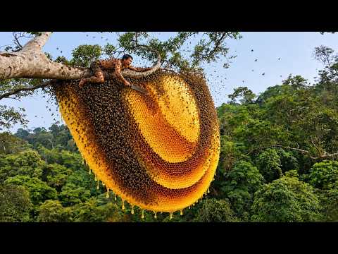 Dangerous Wild Honey Hunting Harvesting Giant Wild Honey
