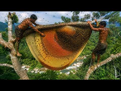 A perilous wild honey hunt A massive hive perched 100
