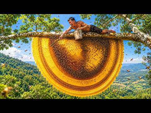 He risked his life climbing a 120 meter tall ancient tree