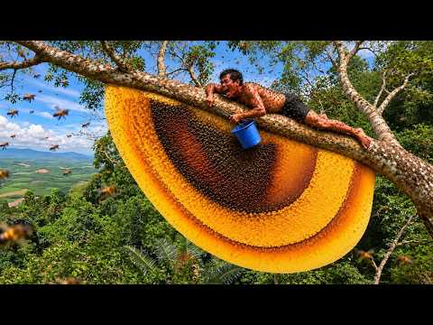 They risked everything for a giant beehive on an extremely
