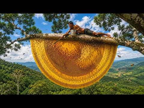 A Perilous Wild Honey Hunt 99 9 Wouldn t Dare Climb This
