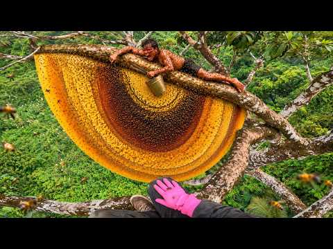 Deep Forest Honey Hunt Is Dangerous Only 1 Dare Climb This