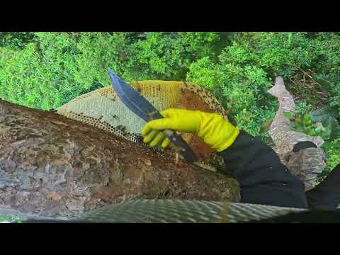 The perilous journey to hunt for giant wild honey in