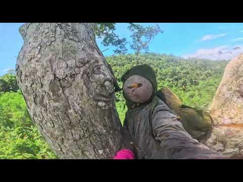 Giant Wild Honey Hunt Harvesting giant wild honeycombs at a