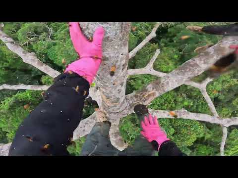 Unbelievable Two Brothers Harvest a Giant Wild Beehive 110m