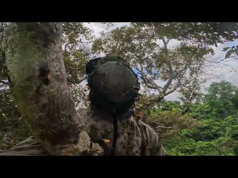 Perilous Wild Honey Hunt Survival Skills Harvesting 3 Hives