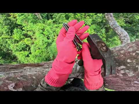 A Perilous Wild Honey Hunt Harvesting a Giant Wild