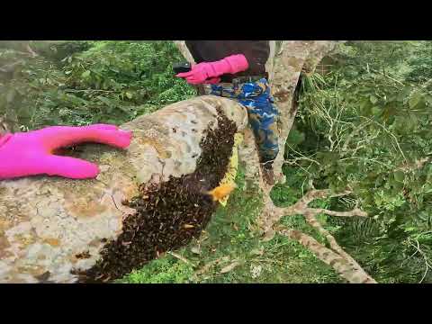 Impossible Wild Honey Hunt Only the Bravest Dare Harvest