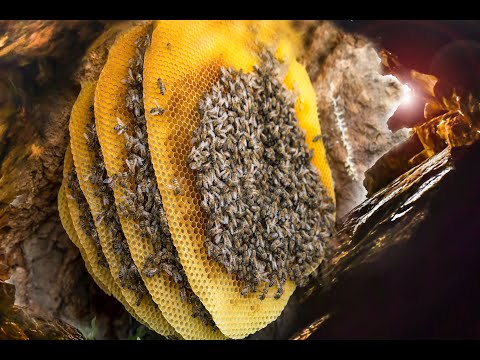 Rock Honey Harvest Natural Honey A different example of