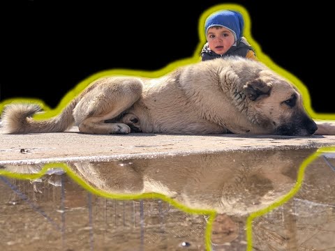 Hayvan Sevgisi ile yetis en c ocuk seri 1