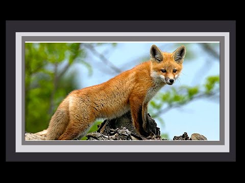 Tilki ile sohbet nasıl yapılır FOX How to chat with the fox