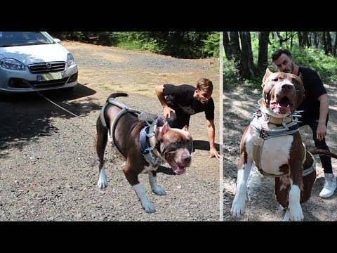 ARABA ÇEKEN PİTBULL KÖPEĞİ ZİNCİRİ KOPARDI