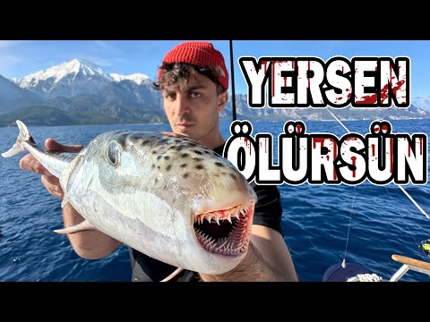 BALON BALIĞI NE KADAR TEHLİKELİ