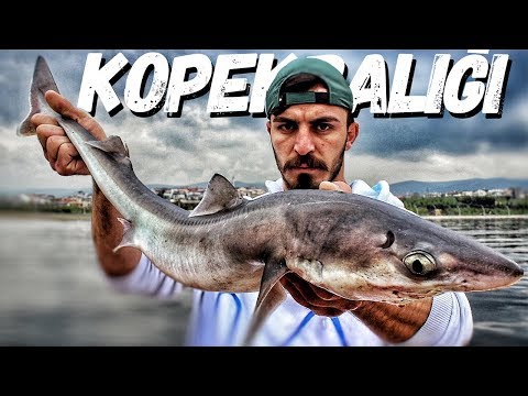 DENİZDE KÖPEKBALIĞI AVLADIM EFSANE MACERA