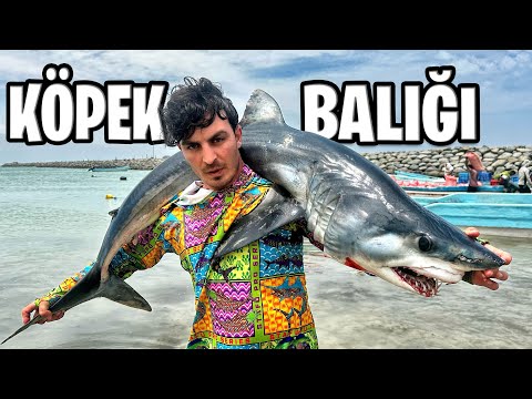 KÖPEK BALIĞI DOLU OKYANUSTA AVLANDIM