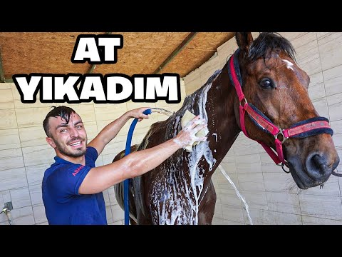 1 GÜNLÜĞÜNE AT BAKICISI OLDUM