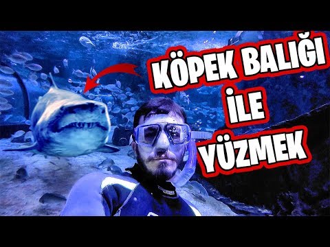 KÖPEK BALIĞI DOLU HAVUZA GİRDİM ft Fırat Sobutay