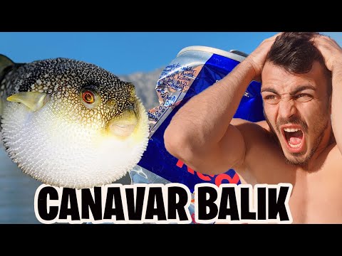 CANAVAR BALON BALIĞI YAKALADIK DEMİR YİYOR