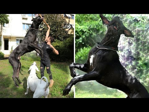 Dünyanın En Büyük ve Güçlü Köpek Irkı Great Dane
