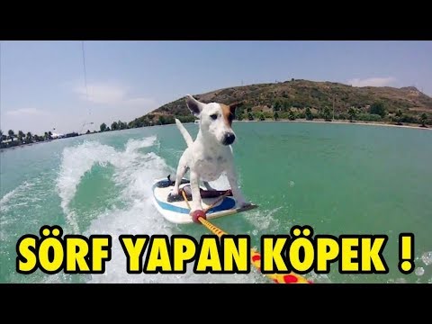 ÇILGIN KÖPEĞİM SÖRF YAPIYOR