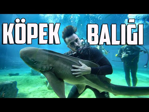 1 GÜNLÜĞÜNE KÖPEKBALIĞI BAKICISI OLDUM