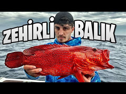 MISIR DA ZEHİRLİ BALIK AVINA ÇIKTIK
